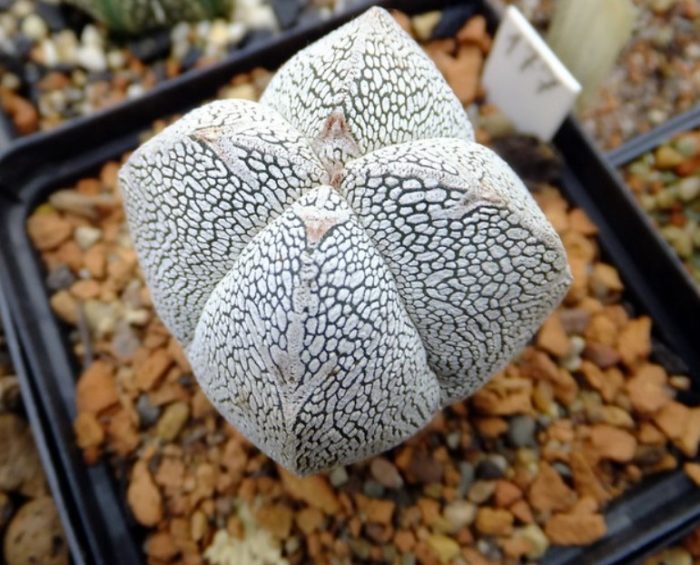 May mga mantsa na Astrophytum