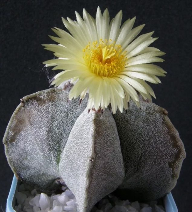 Astrophytum polystigma