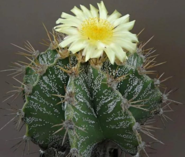 Ornatum astrophytum