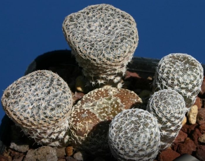 Austrocylindropuncia clavaceae