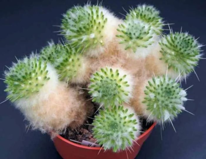 Austrocylindropuntia Lagopus