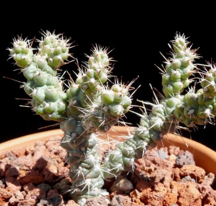 Austrocylindropuntia Shaferi
