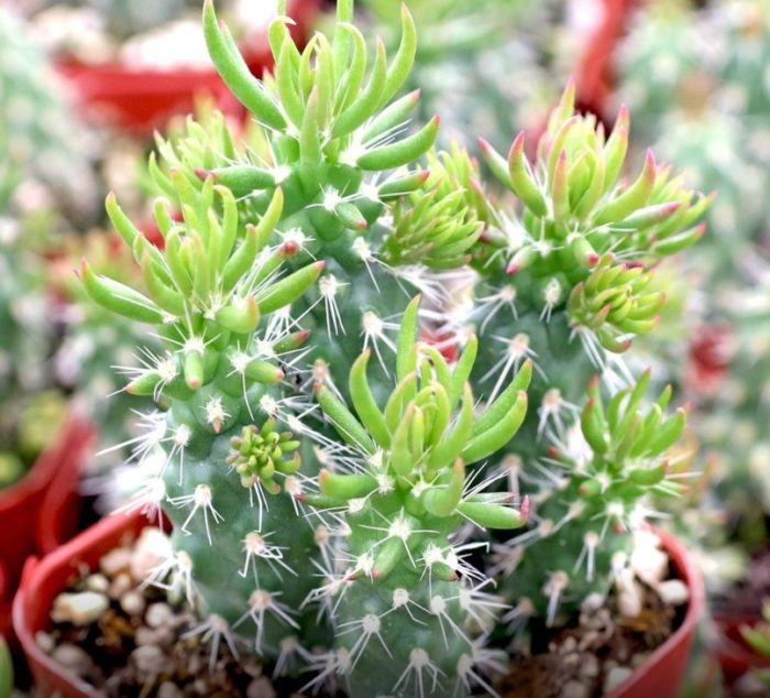 Subulate Austrocylindropuntia