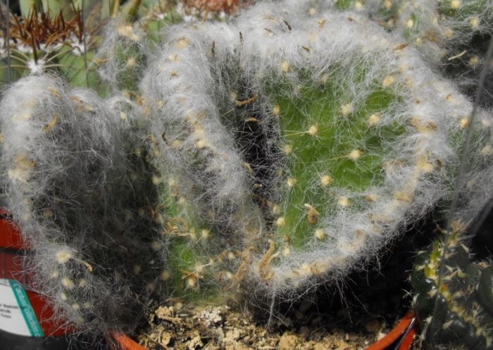 Austrocylindropuntia Vesita