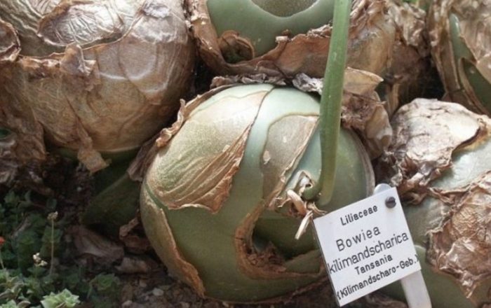 Boviea kilimanjarica