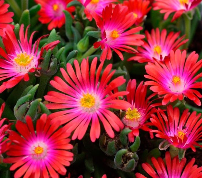Perlas Delosperma