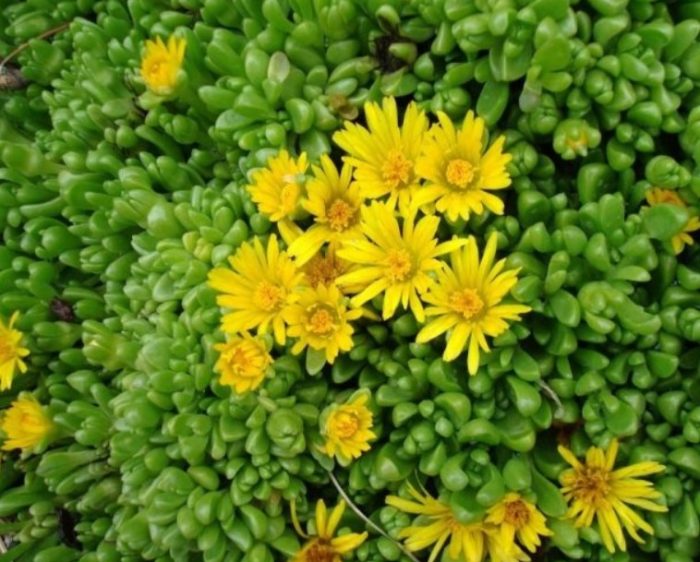 Delosperma maulap
