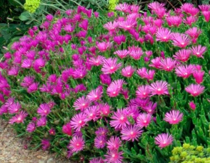 Delosperma ni Cooper
