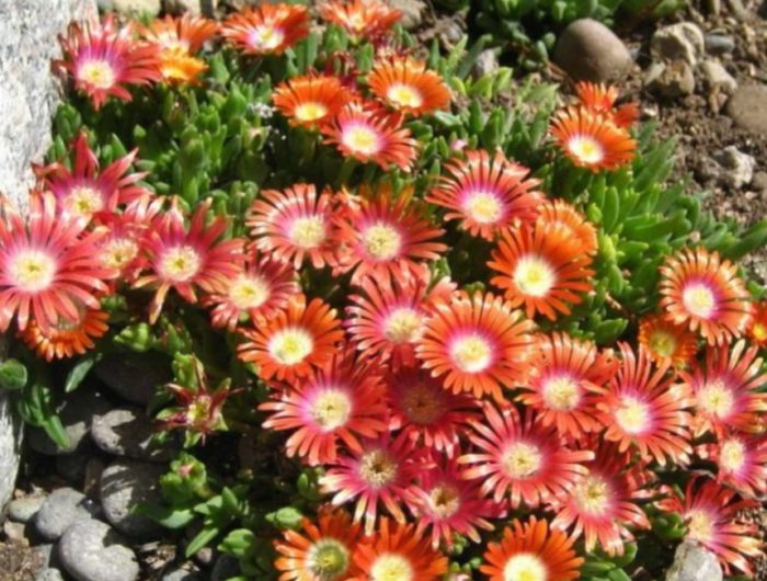 Delosperma dyeri