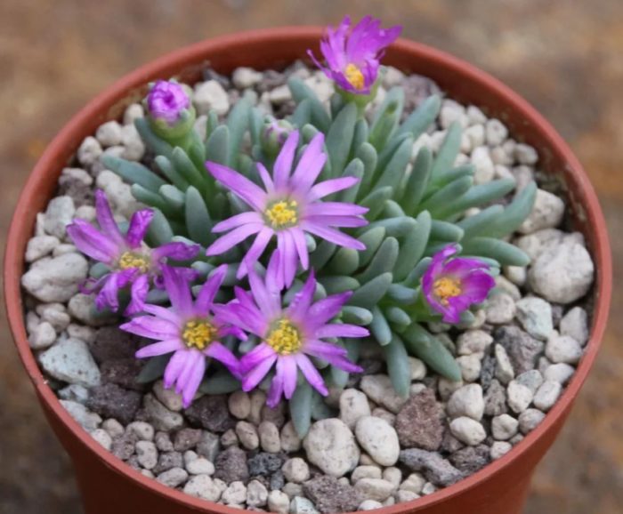 Delosperma