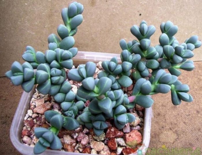 Delosperma lehmannii