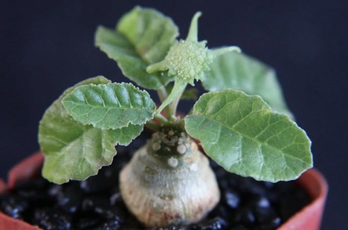 Dosteria foetida
