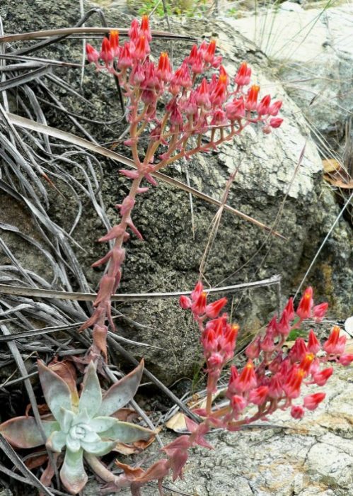 Dudleya Cymosa