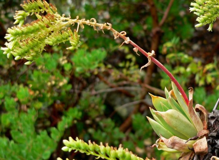 Kandelabra ng Dudleya