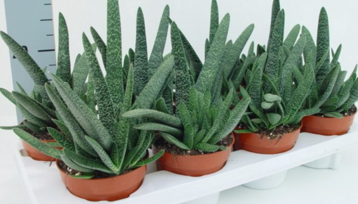 Gasteria makatas