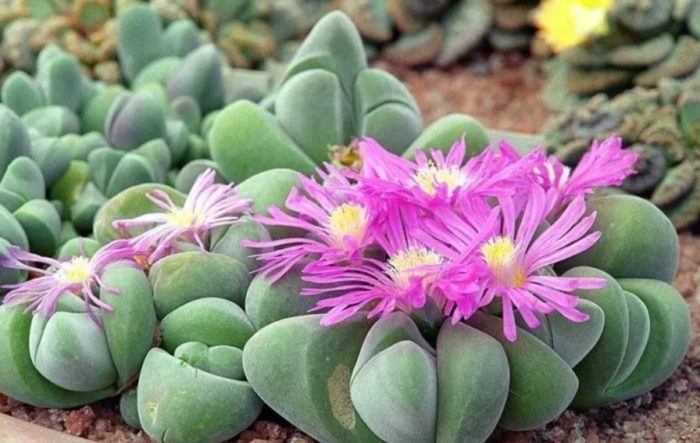 Namumulaklak ang Gibbaeum