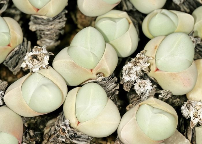 Puting gibbaeum