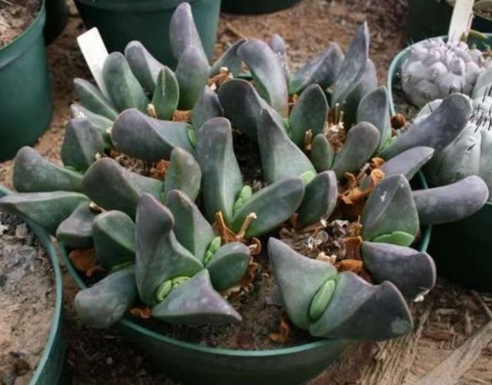 Gibbeum Esterizene