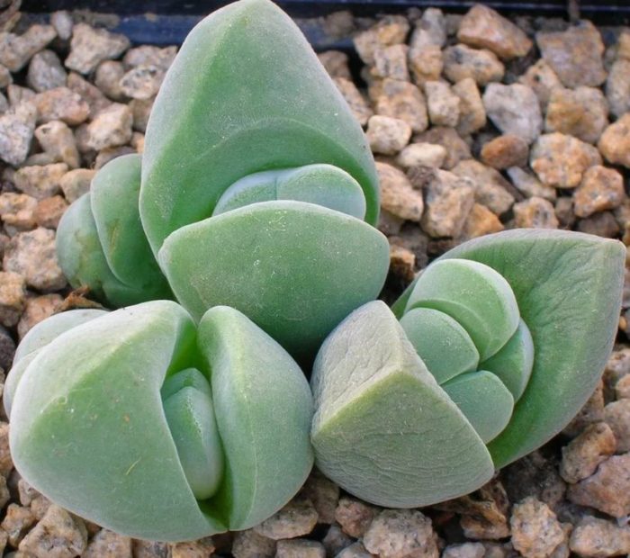 Gibbaeum unequalis