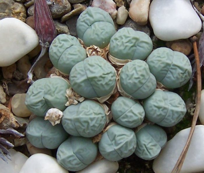 Gibbeum Petrenze