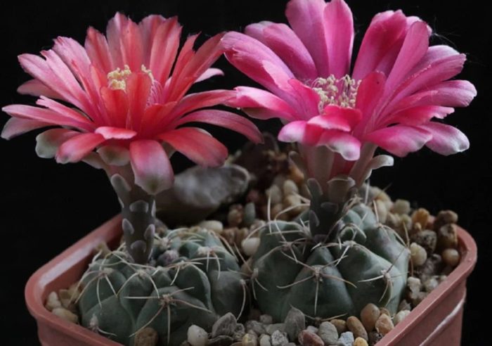 Makatas na Gymnocalysium