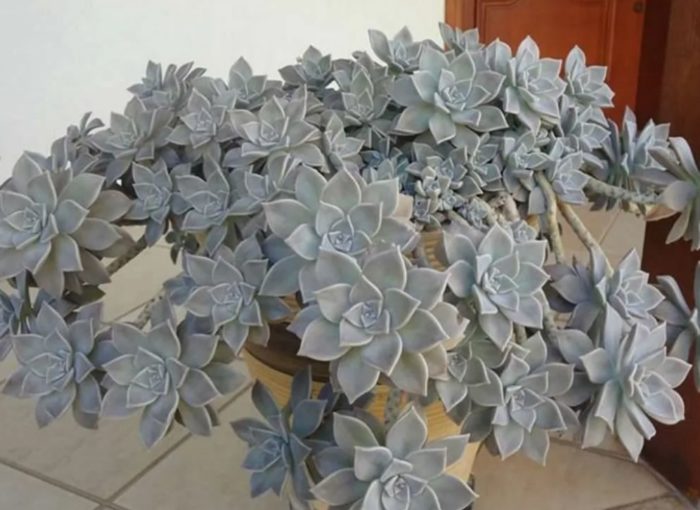 Graptopetalum ng Paraguay