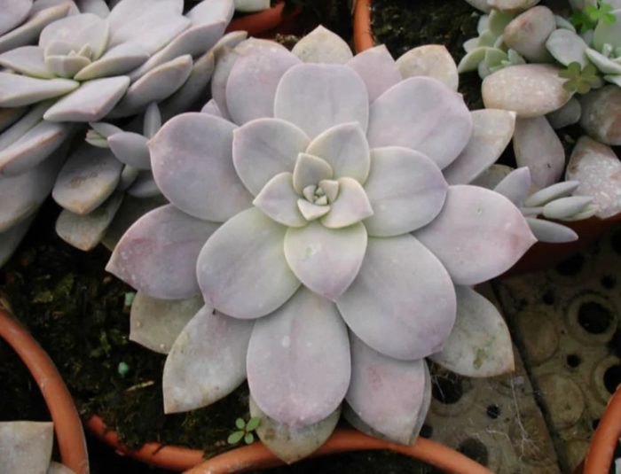 Graptopetalum pentandrum