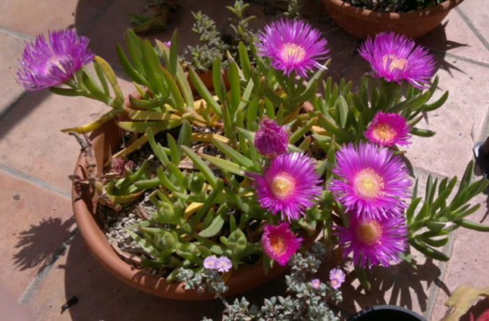 Carpobrotus