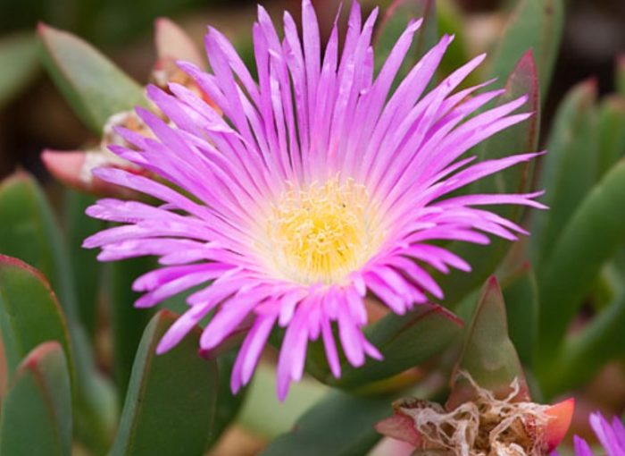 Carpobrotus aequilaterus