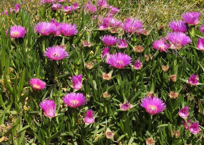 Carpobrotus acinaciformis