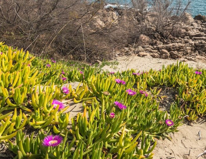 Carpobrotus edulis