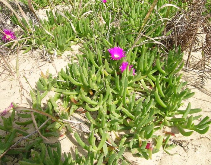 Carpobrotus glaucescens