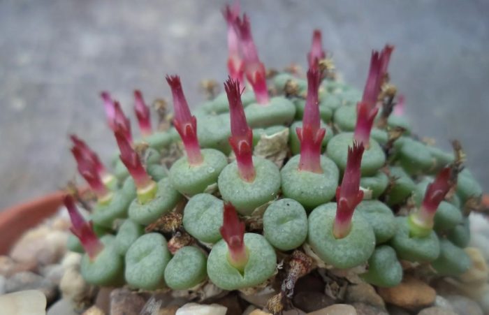 Succulent na Buhay na Bato