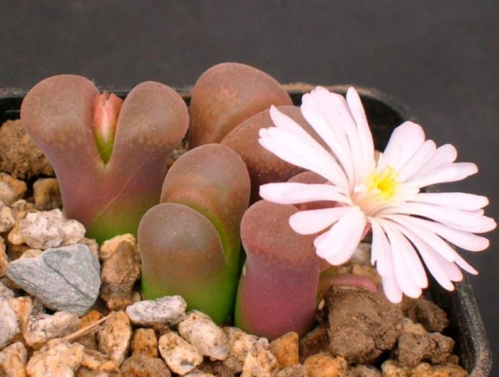 Konophytum ni Friedrich