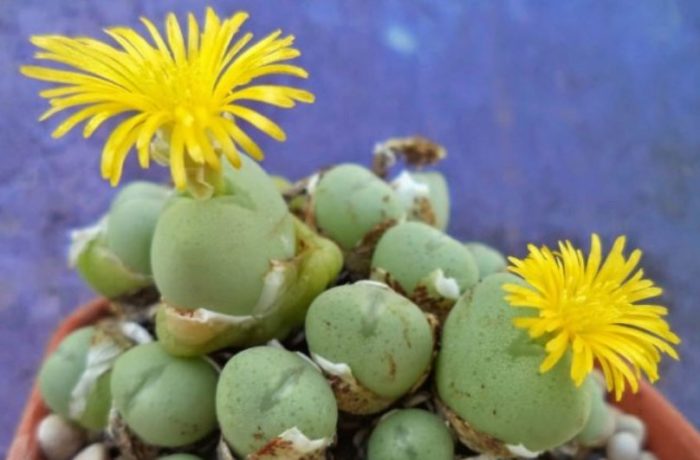 Conophytum meyerii