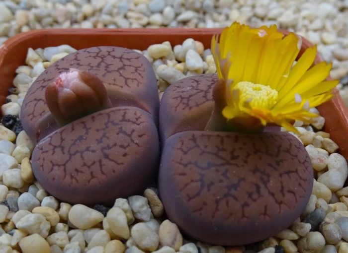 Lithops aucamp