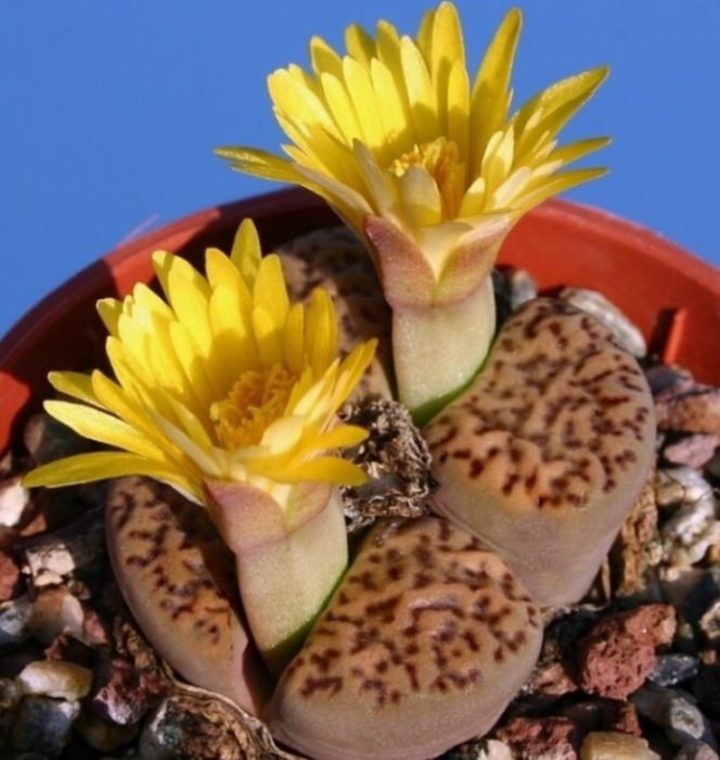Mga Lithops ni Bromfield
