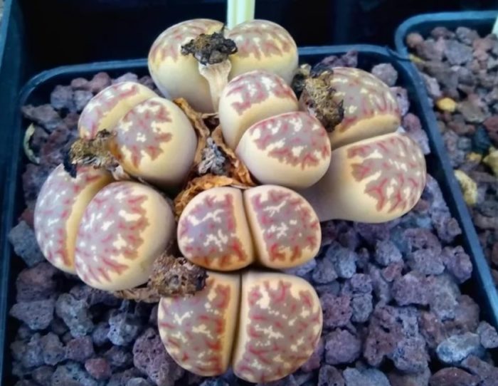 Lithops Dorothea