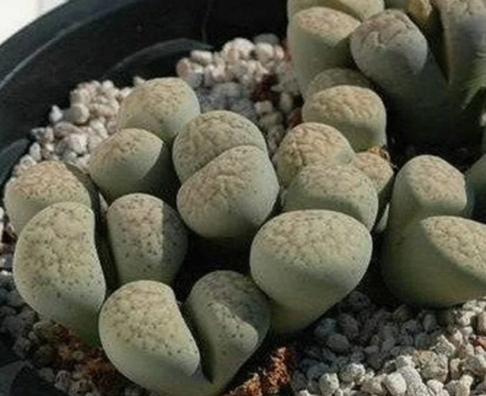Lithops francii