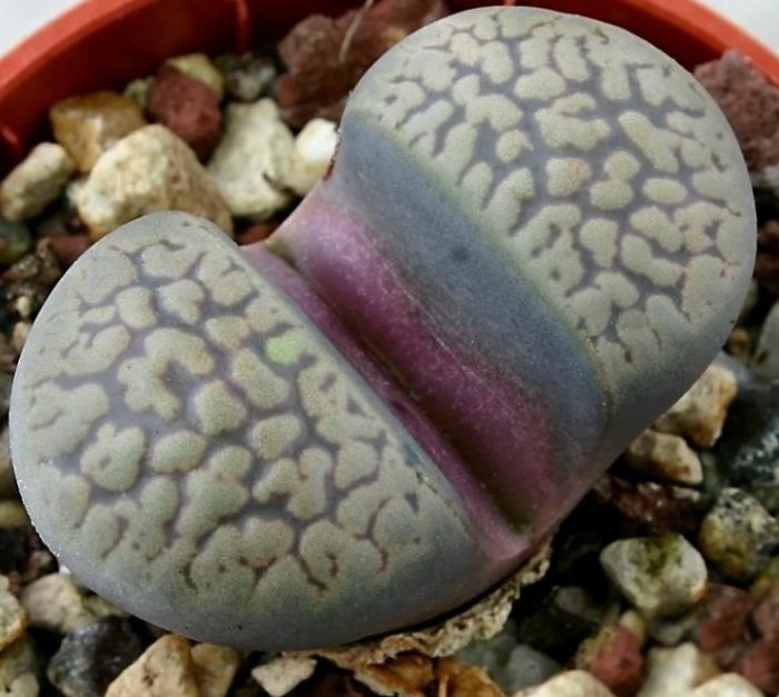 Lithops comptonii