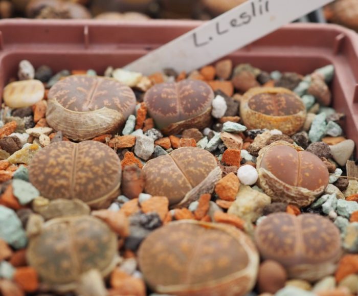 Lithops Leslie