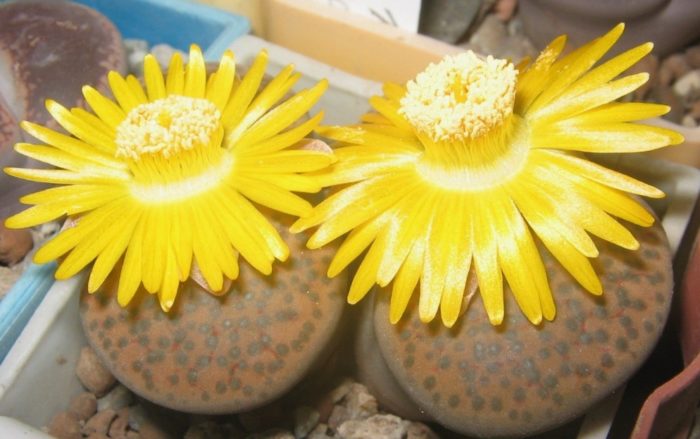 Lithops rufosa
