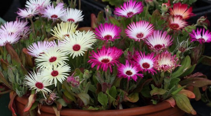 Mesembryanthemum daisy