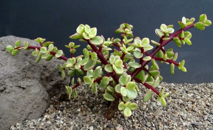 Portulacaria