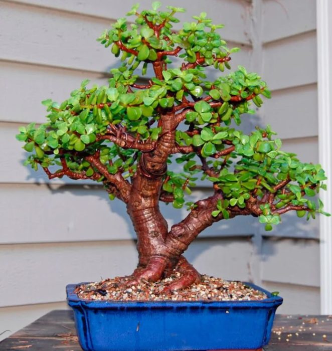 Bonsai ng Portulacaria afra