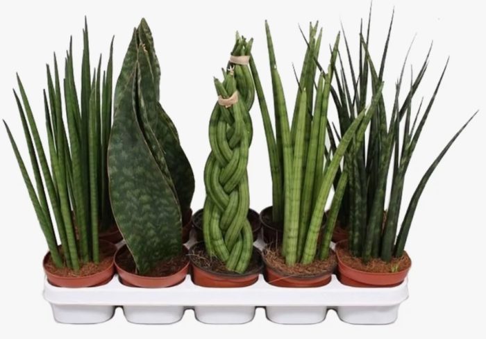 Makatas na sansevieria