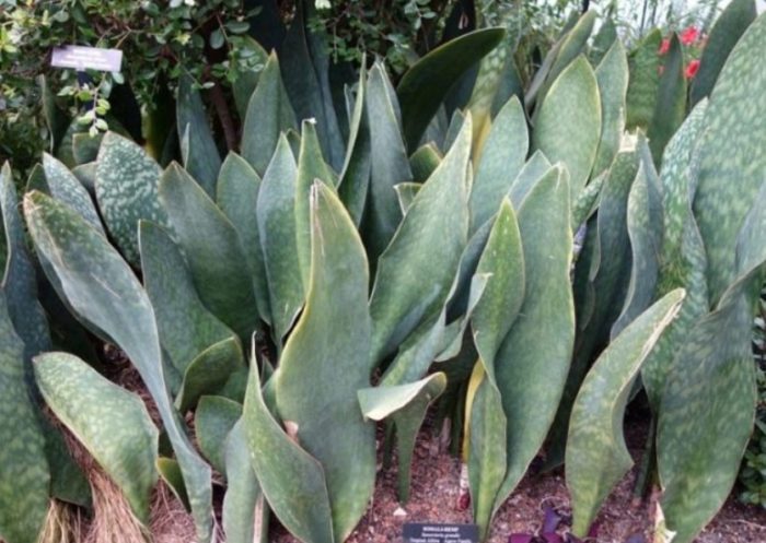 Malaking Sansevieria
