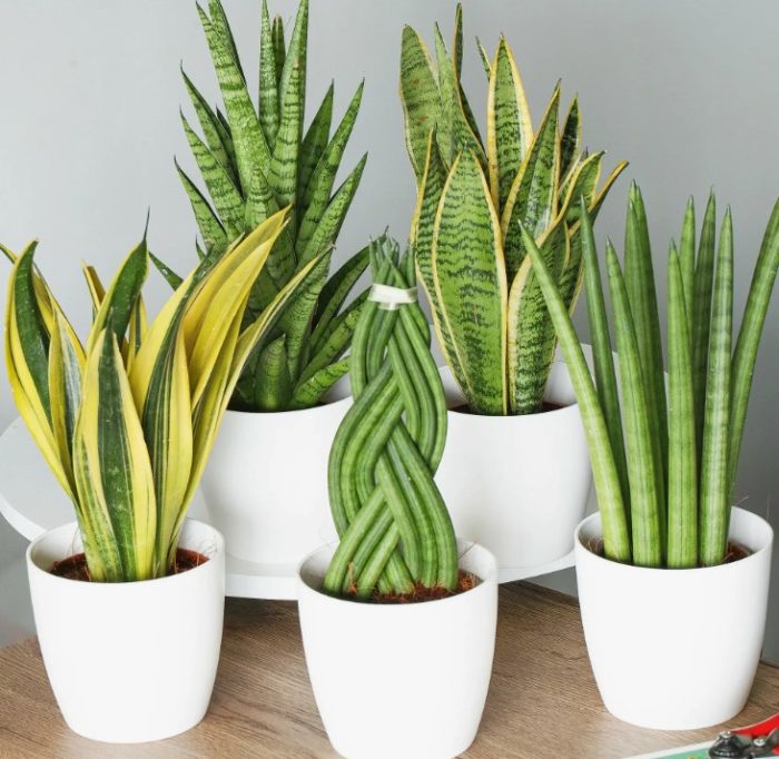 Mga uri ng Sansevieria na hugis silindro