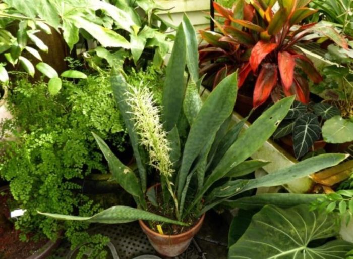 Hyacinth Sansevieria