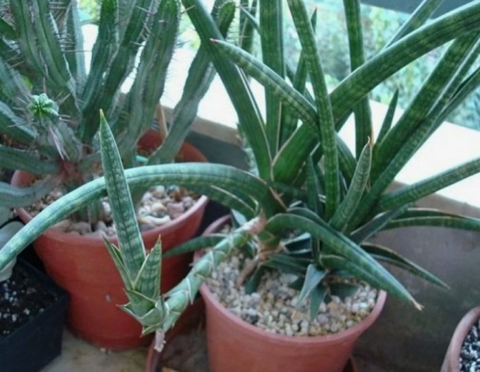Magandang Sansevieria